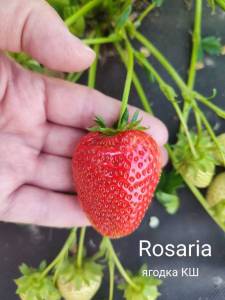 Rosaria 5.jpg