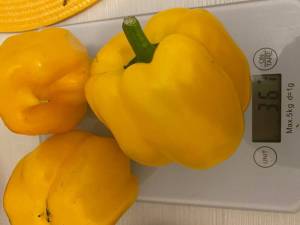 CC0127C0-12EE-4929-A143-DF351C84DF2B.jpeg