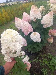 IMG-20250902-WA0006.jpg