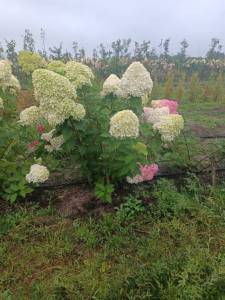IMG-20250902-WA0011.jpg