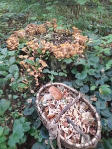 IMG-20250905-WA0004.thumb.jpg.1e3d6366dc6173af3d3ff2537c63b6f7.jpg