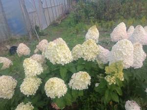 IMG-20250905-WA0015.jpg