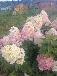 IMG-20250905-WA0021.jpg