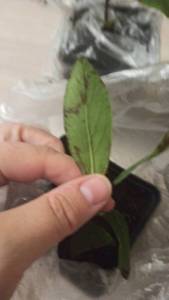 IMG-20250908-WA0010.jpeg