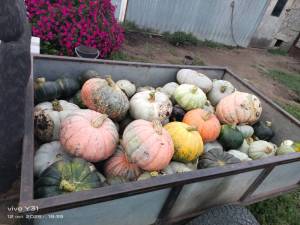 IMG-20250912-WA0079.thumb.jpg.fef8a3d3b9e41d94e0f089b6c06e50d3.jpg