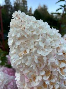 IMG-20250913-WA0072.thumb.jpg.3ee866eb5bd85ebaf9084825dfb92d6c.jpg