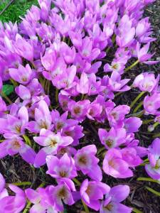 IMG-20250916-WA0036.thumb.jpg.3b266836ba472d2d5cd7dffb9d03f09a.jpg
