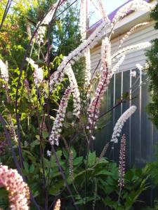 IMG-20250916-WA0041.thumb.jpg.7c355d91c601b7d35ecd011d12a675cd.jpg