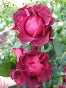IMG-20250920-WA0002.thumb.jpg.c737e8533b50da5db4c8e2986244b72f.jpg