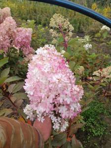 IMG-20250920-WA0004.jpg
