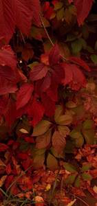 IMG-20250920-WA0009.jpg