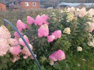 IMG-20250920-WA0009.jpg