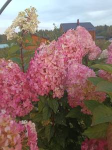 IMG-20250920-WA0015.jpg