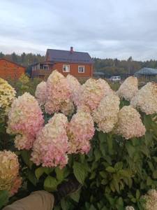 IMG-20250920-WA0017.jpg