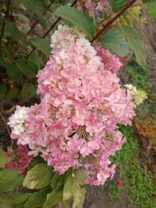 IMG-20250920-WA0034.jpg
