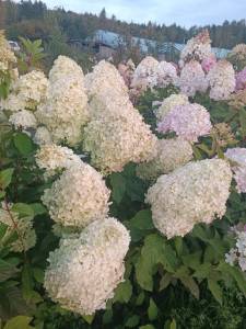 IMG-20250920-WA0035.jpg