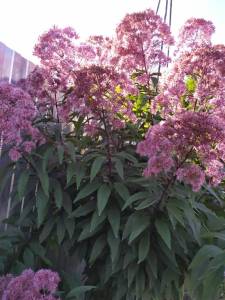 IMG-20250926-WA0001.thumb.jpg.c3853cf4a14c15e9e27ca40c3316317f.jpg