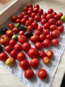 IMG_0564.jpeg