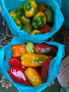 IMG_0565.jpeg