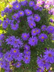 IMG_0641.jpeg