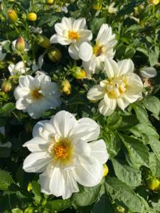 IMG_0642.jpeg