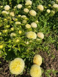 IMG_0643.jpeg