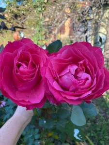 IMG_0664.jpeg