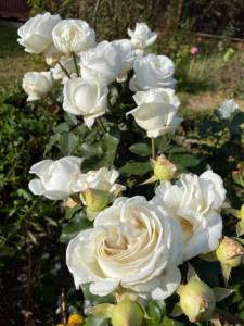 IMG_0672.jpeg