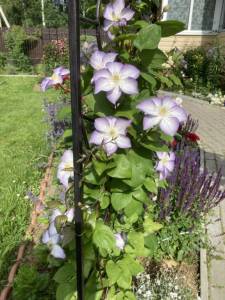 IMG_1245.jpeg