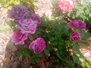IMG_20250704_121506.thumb.jpg.c2f83b064e64e7d677616d0fc126f7a6.jpg