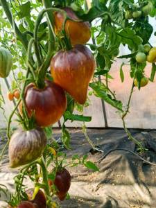 IMG_20250716_180003.thumb.jpg.2a7f80f7a6c470d65ab6b47a92c83e49.jpg