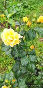 IMG_20250719_191259.jpg