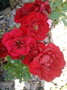 IMG_20250720_132832.thumb.jpg.c25cd8cc1f51754e1309ef040dfed0af.jpg