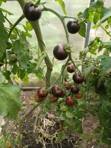 IMG_20250817_101155.jpg