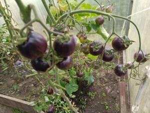 IMG_20250817_105829.jpg