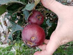 IMG_20250825_195055.thumb.jpg.f8ff9d38f71ad566d6c3e7e4cc4f9bf5.jpg
