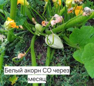 IMG_20250831_153540.thumb.jpg.e72eb2b0a433a889d697789eef8c0116.jpg