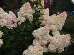 IMG_20250903_144255.jpg
