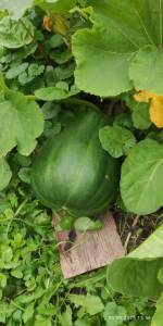IMG_20250903_155950.jpg