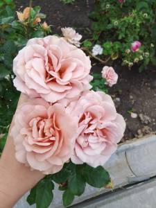 IMG_20250904_121925.jpg