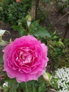 IMG_20250904_121940.jpg