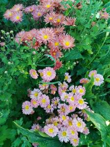 IMG_20250906_081950.thumb.jpg.f531c881272c505ee9bd03a4d488d39c.jpg