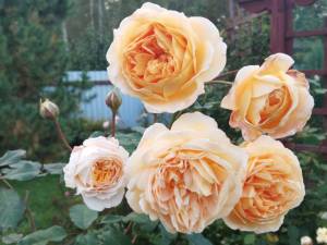 IMG_20250906_185105.thumb.jpg.3b8891cc26ec295b7ae11cccbb2865eb.jpg
