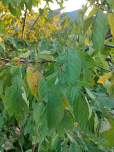 IMG_20250907_185400.jpg