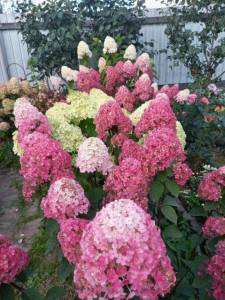 IMG_20250910_212825_261.jpg