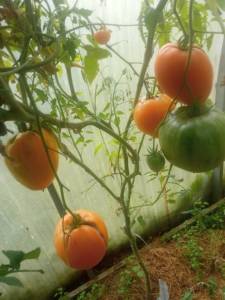 IMG_20250911_145528.thumb.jpg.bfa7489f83c7a2445aa79868c5986cdc.jpg