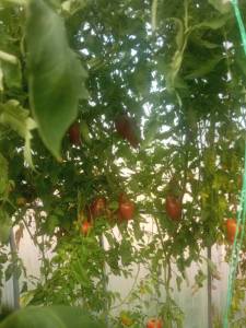 IMG_20250911_145644.thumb.jpg.05dcce835e8583fd073951df32c61c56.jpg