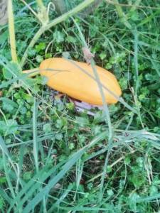 IMG_20250912_182642.jpg