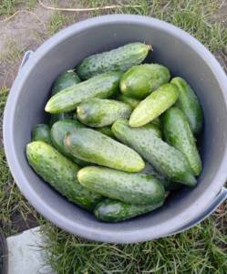 IMG_20250915_094450.thumb.jpg.a0da22c8b9b2a631ff8f80c29e30bb1e.jpg