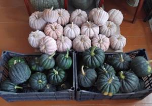 IMG_20250916_111707.thumb.jpg.572c2b95d66969adcf0e8ac85d871f1d.jpg